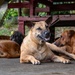 CARAT Brunei 2025: U.S. Sailors provide support at Local Dog Shelter