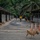 CARAT Brunei 2025: U.S. Sailors provide support at Local Dog Shelter