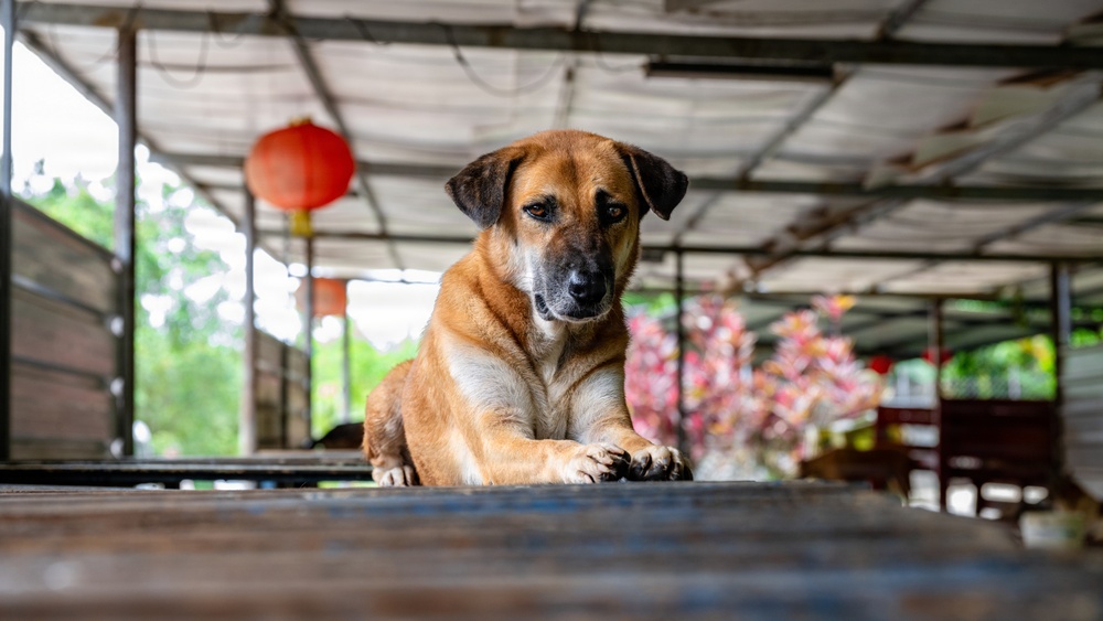 CARAT Brunei 2025: U.S. Sailors provide support at Local Dog Shelter