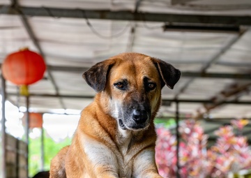 CARAT Brunei 2025: U.S. Sailors provide support at Local Dog Shelter