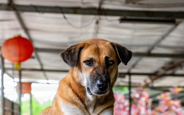 CARAT Brunei 2025: U.S. Sailors provide support at Local Dog Shelter