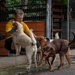 CARAT Brunei 2025: U.S. Sailors provide support at Local Dog Shelter
