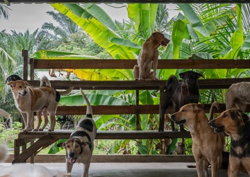 CARAT Brunei 2025: U.S. Sailors provide support at Local Dog Shelter