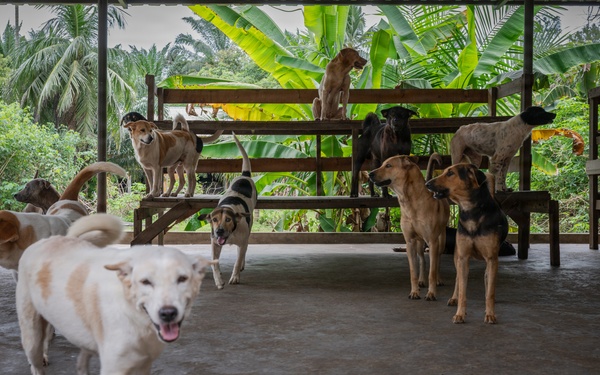 CARAT Brunei 2025: U.S. Sailors provide support at Local Dog Shelter