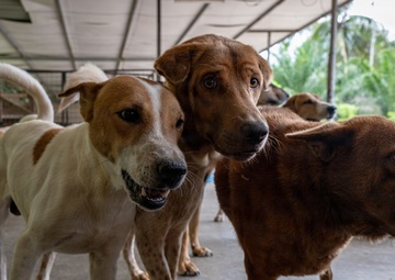 CARAT Brunei 2025: U.S. Sailors provide support at Local Dog Shelter