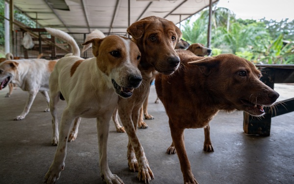 CARAT Brunei 2025: U.S. Sailors provide support at Local Dog Shelter