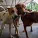CARAT Brunei 2025: U.S. Sailors provide support at Local Dog Shelter