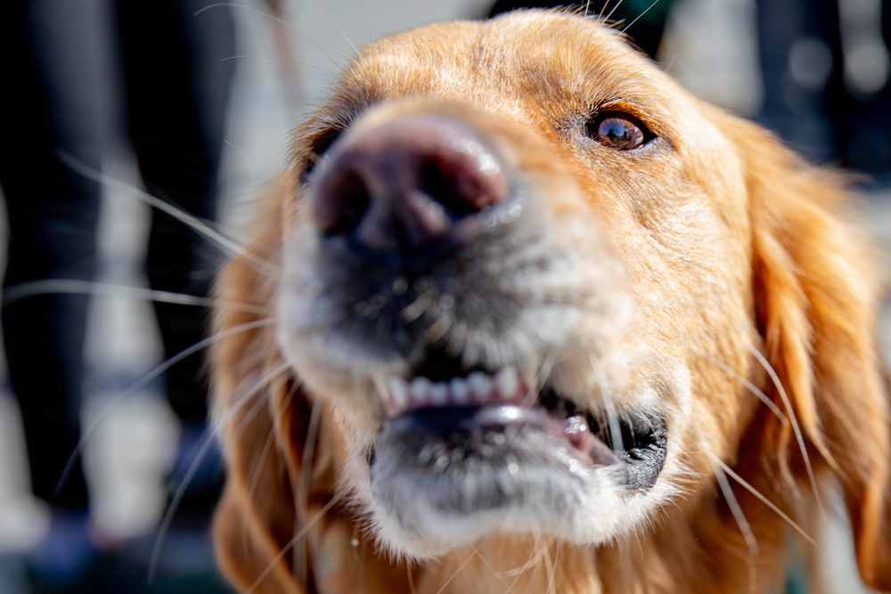 Submarine Squadron 11 Mental Health Fair