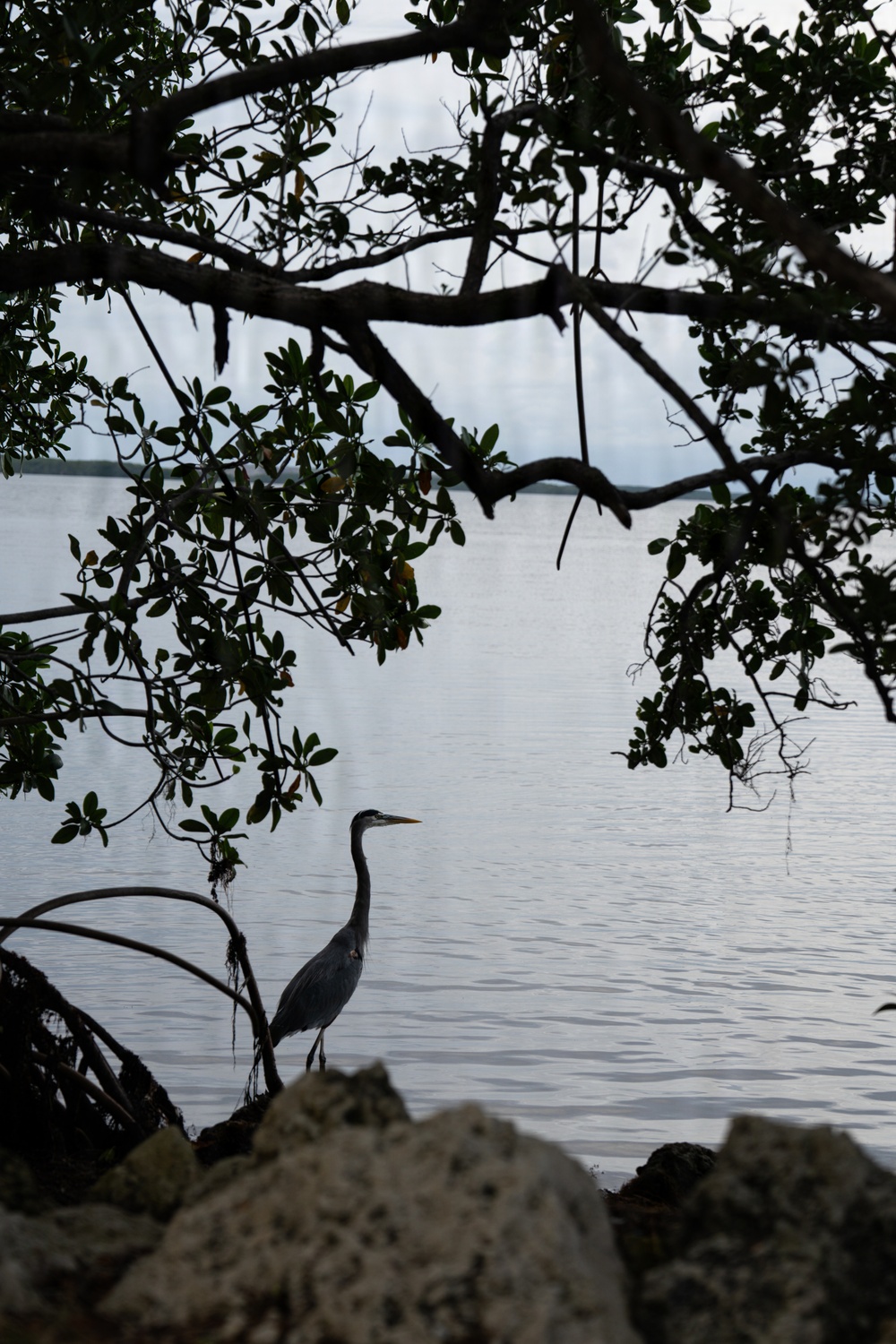 Biscayne Bay Coastal Wetlands Project