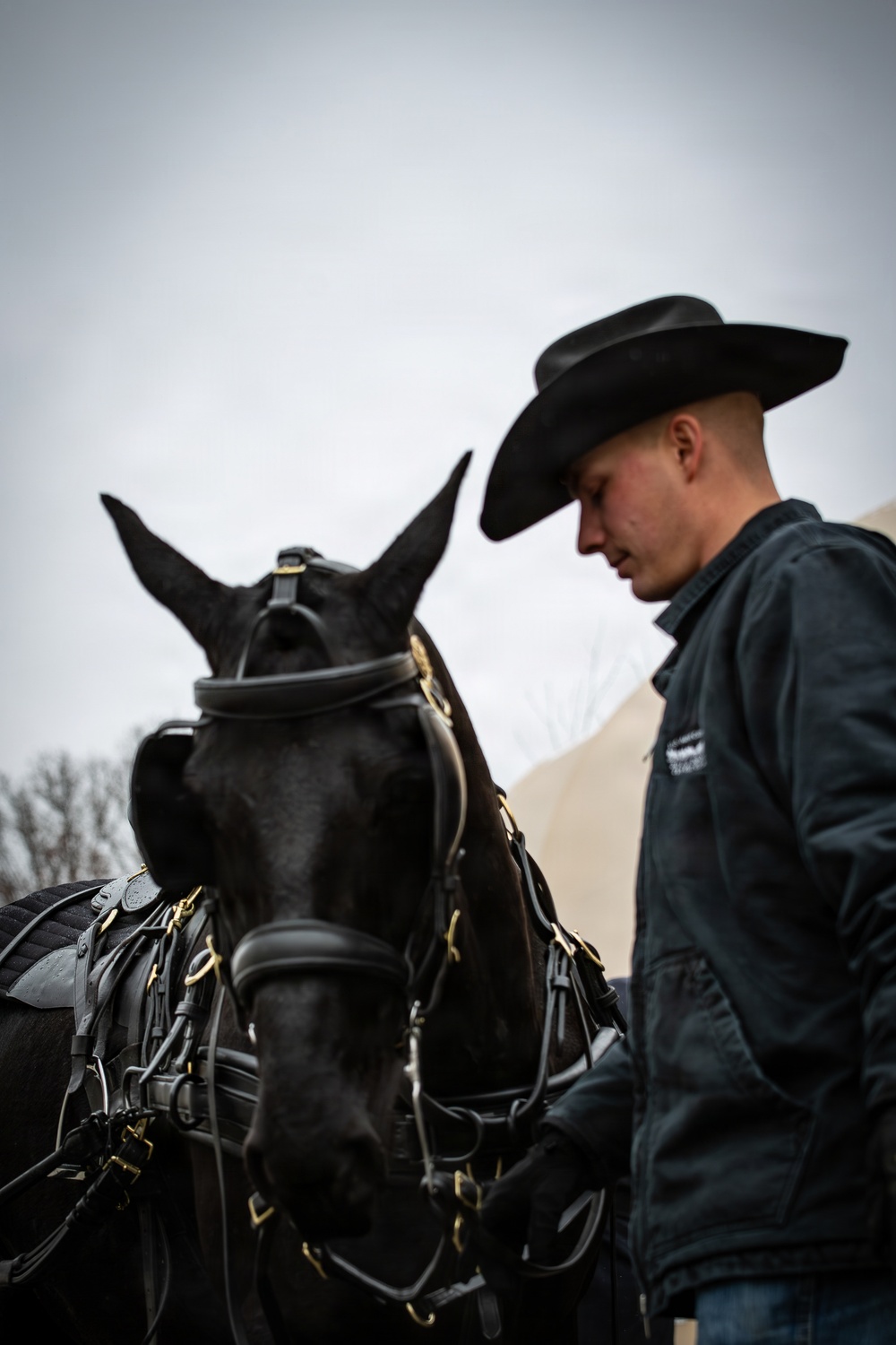 Old Guard Horses Begin Operations in New Interim Stables