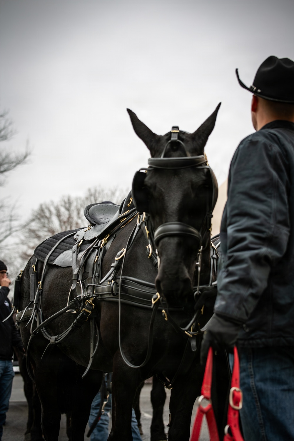 Old Guard Horses Begin Operations in New Interim Stables