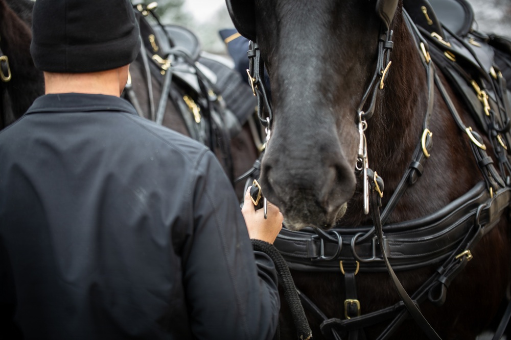 Old Guard Horses Begin Operations in New Interim Stables