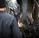 Old Guard Horses Begin Operations in New Interim Stables