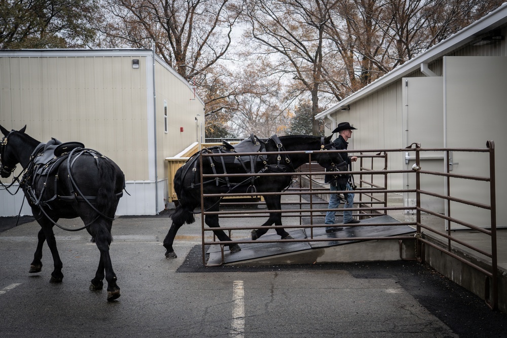 Old Guard Horses Begin Operations in New Interim Stables