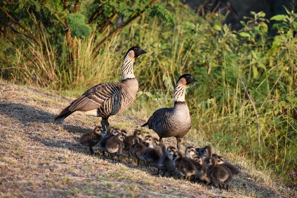 Nene Fledging Season: September to April