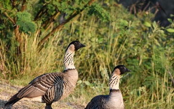 Nene Fledging Season: September to April
