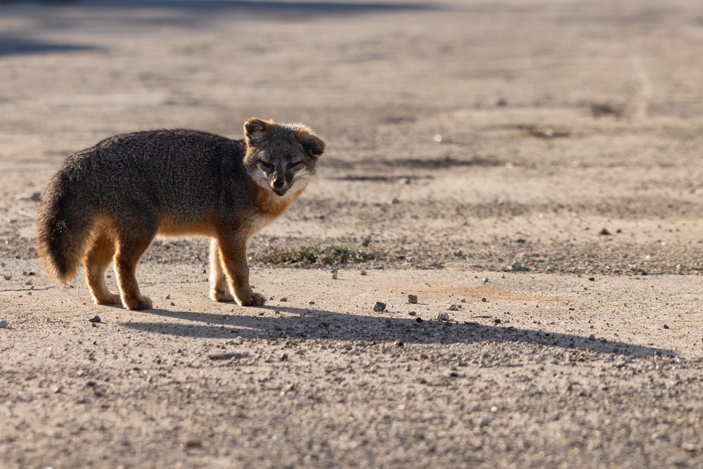 1st Bn., 5th Marines conducts maritime defense, reconnaissance during Steel Knight 25