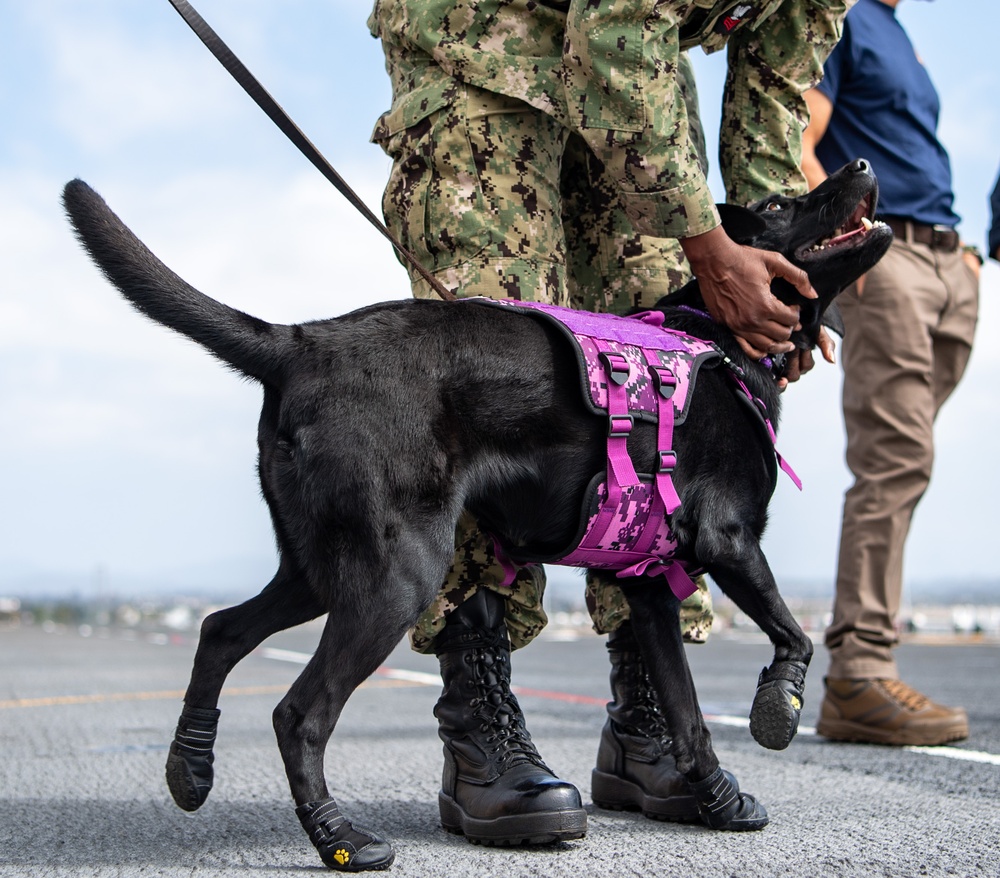 USS Boxer Therapy Dog Training