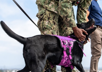 USS Boxer Therapy Dog Training