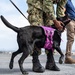 USS Boxer Therapy Dog Training