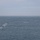 2nd Assault Amphibian Battalion completes Naval Integration Training Package 2