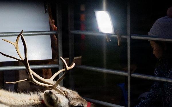 Holiday Tree Lighting: A Sparkling Night to Remember