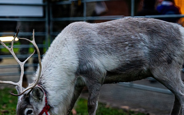 Holiday Tree Lighting: A Sparkling Night to Remember