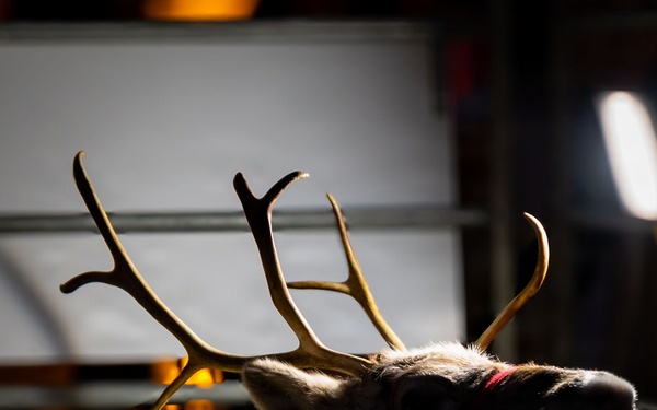 Holiday Tree Lighting: A Sparkling Night to Remember