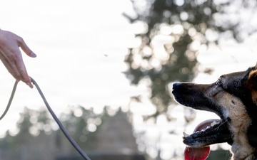 Good Dogs in Bavaria