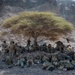 U.S. service members participate in the French Desert Commando Course in Djibouti