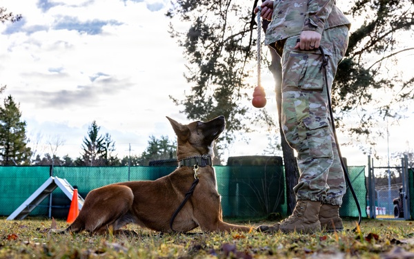 A Soldier's Best Friend