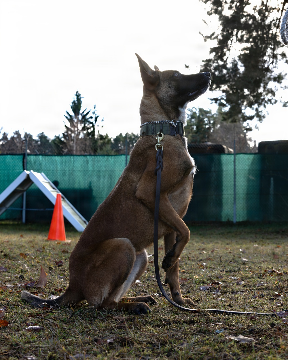 A Soldier's Best Friend