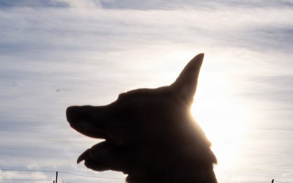 A Soldier's Best Friend