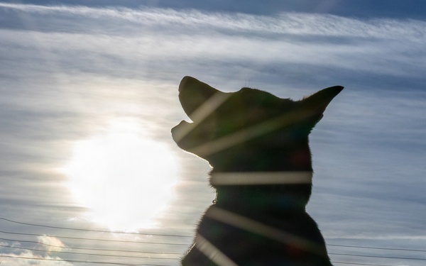 A Soldier's Best Friend