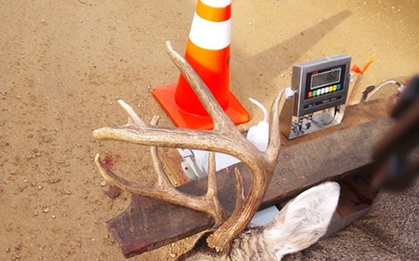 313 deer taken during Fort McCoy’s 2025 gun-deer season