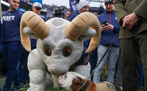 Cpl. Chesty XVI takes on &quot;America's Game&quot;