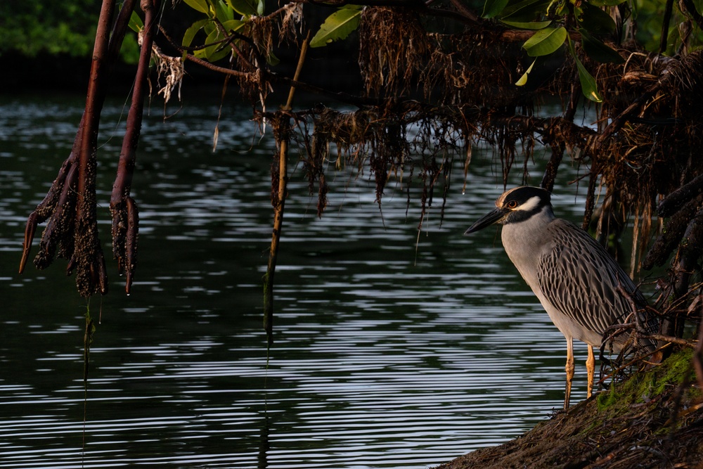Biscayne Bay Coastal Wetlands Project