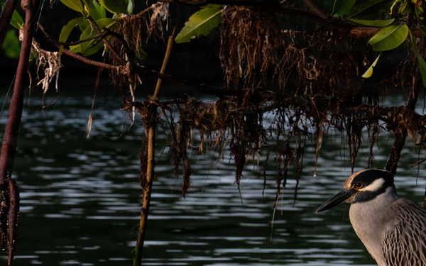 Biscayne Bay Coastal Wetlands Project