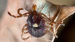 Lone Star threat: the tick that gives way more than it gets