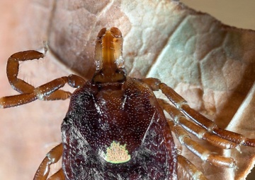 Lone Star threat: the tick that gives way more than it gets