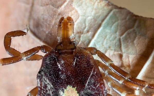 Lone Star threat: the tick that gives way more than it gets