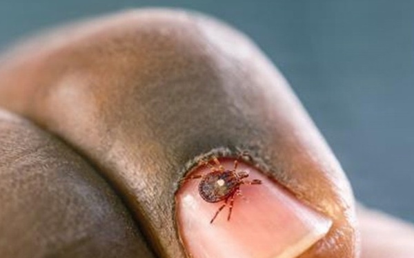 Lone Star threat: the tick that gives way more than it gets