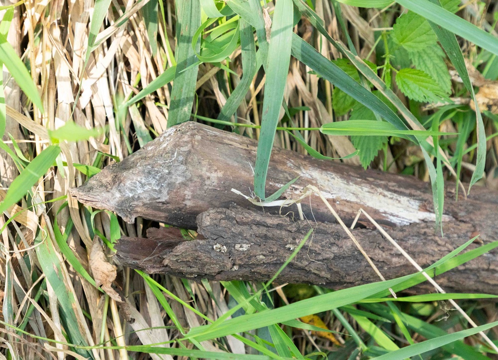 Nature-Based Mitigation Banking:  Beaver Dams at New Melleray Abbey Support Environmental Goals