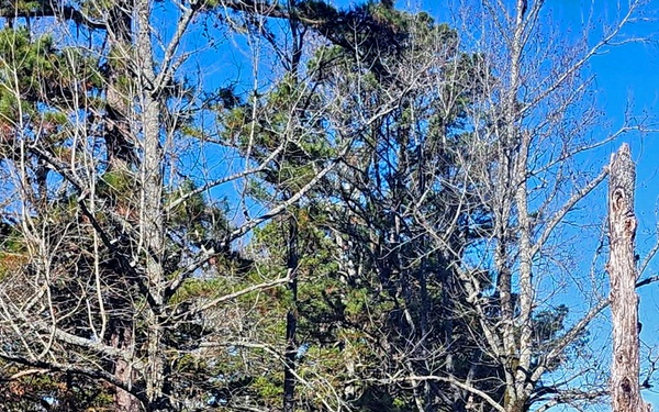 Pine Creek Lake to hold timber sale