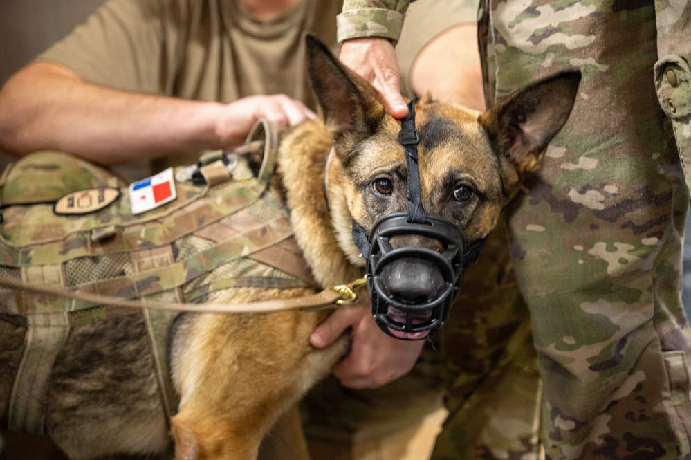 Airmen Train in K-9 TCCC Procedures