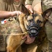 Airmen Train in K-9 TCCC Procedures