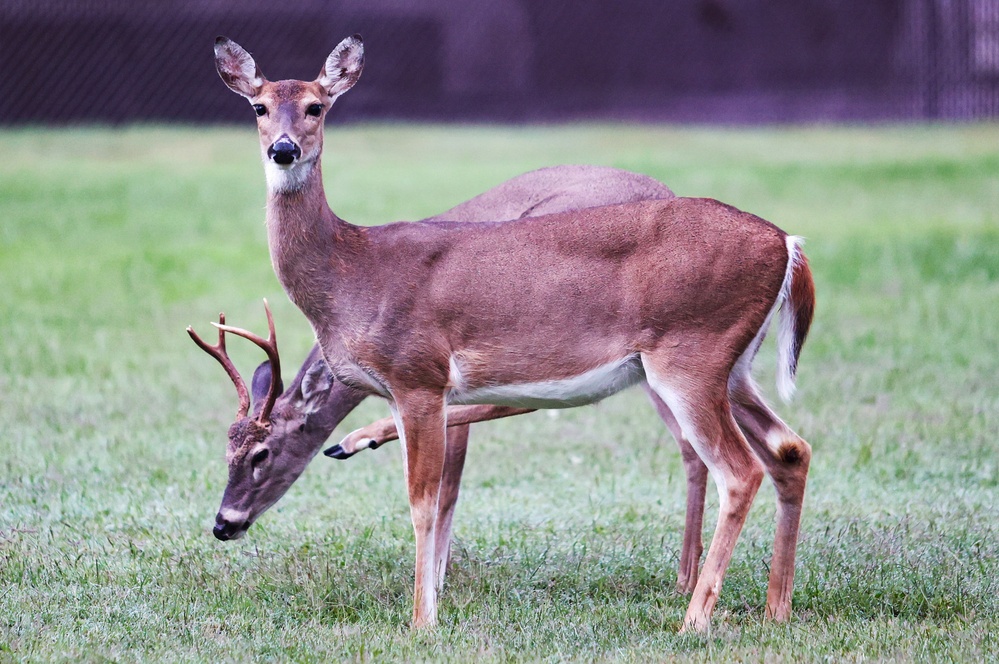 Fort Knox photojournalist looks back at 2025 through camera lens