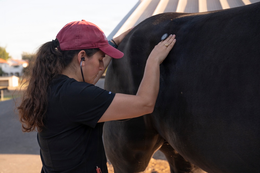 Veterinarian Care For Caisson Horse