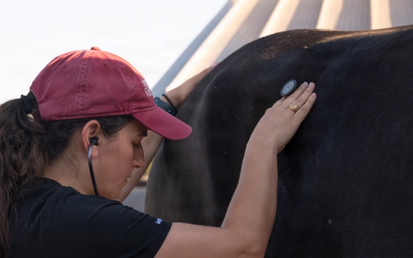 Veterinarian Care For Caisson Horse