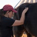 Veterinarian Care For Caisson Horse